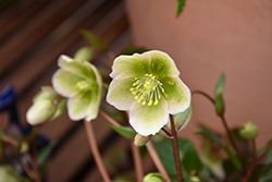 Winterbells Hellebore (Helleborus 'Winterbells') at Lakeshore Garden Centres