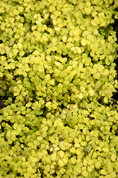 Golden Baby's Tears (Soleirolia soleirolii 'Aurea') at Lakeshore Garden Centres