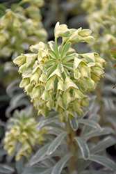 Glacier Blue Euphorbia (Euphorbia characias 'Glacier Blue') at Lakeshore Garden Centres
