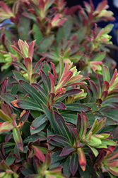 Tiny Tim Spurge (Euphorbia 'Tiny Tim') at Lakeshore Garden Centres