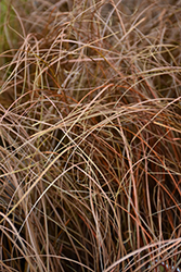 Bronzita Sedge (Carex flagellifera 'Bronzita') at Lakeshore Garden Centres