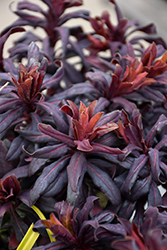 Ruby Glow Wood Spurge (Euphorbia amygdaloides 'Waleuphglo') at Lakeshore Garden Centres