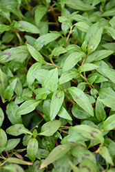 Vietnamese Coriander (Persicaria odorata) at Lakeshore Garden Centres
