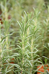 Ingauno Rosemary (Rosmarinus officinalis 'Ingauno') at Lakeshore Garden Centres