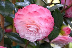 Nuccio's Pearl Camellia (Camellia japonica 'Nuccio's Pearl') at Lakeshore Garden Centres
