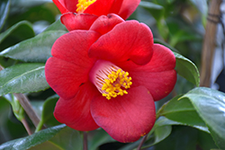 Korean Fire Camellia (Camellia japonica 'Korean Fire') at Golden Acre Home & Garden