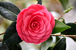 Colonel Firey Camellia (Camellia japonica 'Colonel Firey') at Lakeshore Garden Centres