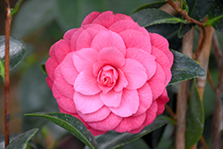April Kiss Camellia (Camellia japonica 'April Kiss') at Lakeshore Garden Centres