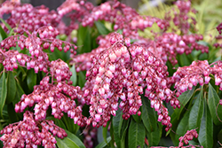 Katsura Japanese Pieris (Pieris japonica 'Katsura') at Lakeshore Garden Centres