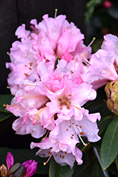 Rosa Mundi Rhododendron (Rhododendron 'Rosa Mundi') at Lakeshore Garden Centres