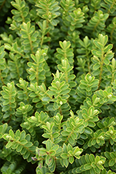 Boxleaf Hebe (Hebe buxifolia) at Lakeshore Garden Centres