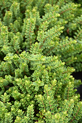 Buchanan's Hebe (Hebe buchananii) at Lakeshore Garden Centres