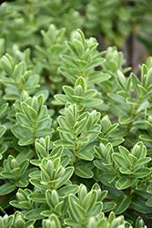 Tararua Hebe (Hebe evenosa) at Lakeshore Garden Centres