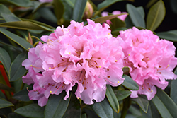Christmas Cheer Rhododendron (Rhododendron 'Christmas Cheer') at Lakeshore Garden Centres