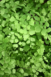 Delta Maidenhair Fern (Adiantum raddianum) at Lakeshore Garden Centres
