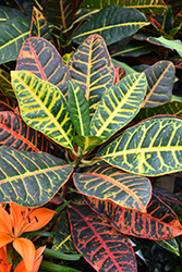 Petra Variegated Croton (Codiaeum variegatum 'Petra') at Lakeshore Garden Centres