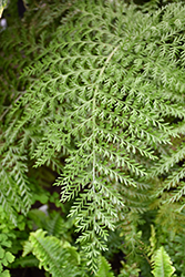 Austral Gem Bird's Nest Fern (Asplenium 'Austral Gem') at Lakeshore Garden Centres