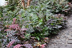 Oregon Grape Holly (Mahonia nervosa) at Lakeshore Garden Centres