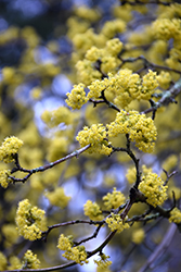Cornelian Cherry Dogwood (Cornus mas) at Lakeshore Garden Centres