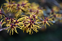 Orange Beauty Witchhazel (Hamamelis x intermedia 'Orange Beauty') at Lakeshore Garden Centres