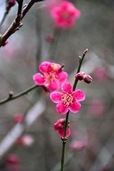 Japanese Apricot (Prunus mume) at Lakeshore Garden Centres