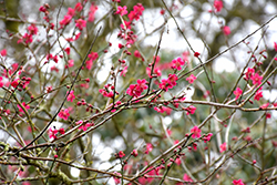 Japanese Apricot (Prunus mume) at Lakeshore Garden Centres