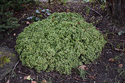 Korean Littleleaf Boxwood (Buxus sinica 'var. insularis') at Lakeshore Garden Centres