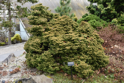 Tansu Dwarf Japanese Cedar (Cryptomeria japonica 'Tansu') at Lakeshore Garden Centres