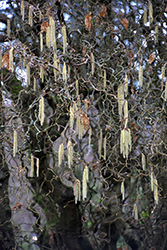 Harry Lauder's Walking Stick (Corylus avellana 'Contorta') at Lakeshore Garden Centres