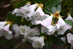 Cilpinense Rhododendron (Rhododendron 'Cilpinense') at Lakeshore Garden Centres
