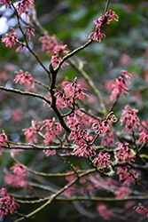Ruby Glow Witchhazel (Hamamelis x intermedia 'Ruby Glow') at Lakeshore Garden Centres