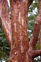 Tall Stewartia (Stewartia monadelpha) at Lakeshore Garden Centres