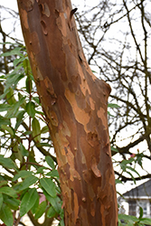 Japanese Stewartia (Stewartia pseudocamellia) at Peter Knippel Garden Centre