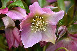 Spring Charm Hellebore (Helleborus 'Spring Charm') at Lakeshore Garden Centres