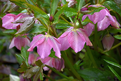 Red Selection Hellebore (Helleborus x hybridus 'Red Selection') at Lakeshore Garden Centres