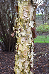Korean Birch (Betula costata) at Lakeshore Garden Centres