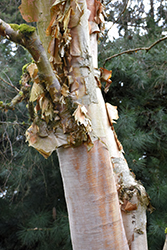 Chinese Paper Birch (Betula albo-sinensis) at Lakeshore Garden Centres