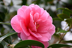Donation Camellia (Camellia x williamsii 'Donation') at Lakeshore Garden Centres