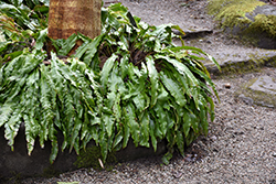 Hart's Tongue Fern (Asplenium scolopendrium) at Peter Knippel Garden Centre