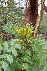 Leatherleaf Mahonia (Mahonia bealei) at Lakeshore Garden Centres