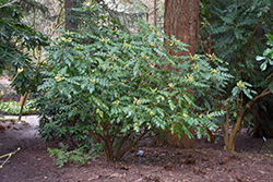 Leatherleaf Mahonia (Mahonia bealei) at Lakeshore Garden Centres