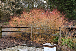 Winter Beauty Dogwood (Cornus sanguinea 'Winter Beauty') at Peter Knippel Garden Centre