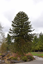 Monkey Puzzle Tree (Araucaria araucana) at Lakeshore Garden Centres