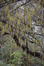 Stachyurus (Stachyurus praecox) at Lakeshore Garden Centres