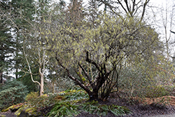 Stachyurus (Stachyurus praecox) at Lakeshore Garden Centres
