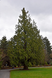 Western Arborvitae (Thuja plicata) at Lakeshore Garden Centres