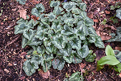 Persian Cyclamen (Cyclamen persicum) at Lakeshore Garden Centres