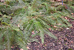 Herrenhausen Shield Fern (Polystichum setiferum 'Herrenhausen') at Peter Knippel Garden Centre