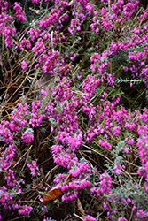 Winterfreude Heath (Erica carnea 'Winterfreude') at Lakeshore Garden Centres