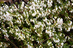 Springwood White Heath (Erica carnea 'Springwood White') at Lakeshore Garden Centres